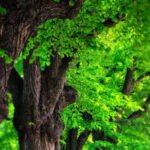Láser mide biomasa de los arboles más grandes de la tierra Láser que mide biomasa de los arboles