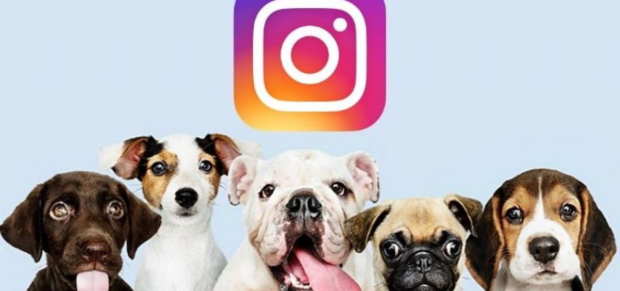 Perros Instagram