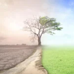 Los límites del Crecimiento: El Gran Aporte de Donella Meadows. Destrucción de naturaleza