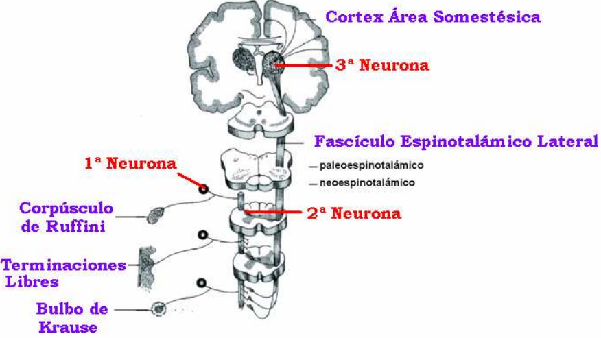Vía neuronal aferente de dolor y temperatura