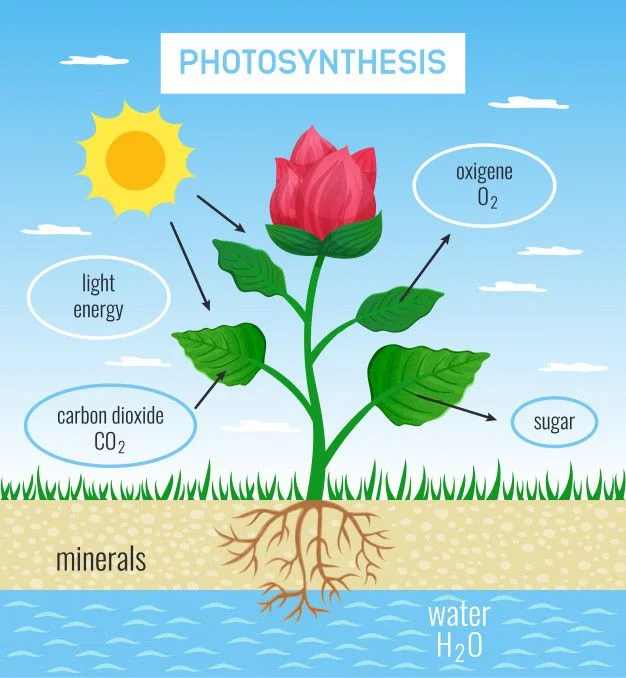 fotosíntesis flores