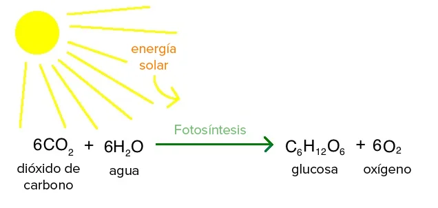 formula fotosíntesis