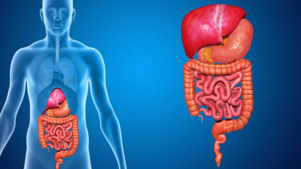 Sistema digestivo humano analizado desde la TGS