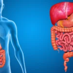 Sistema Digestivo Humano: análisis desde la TGS Sistema digestivo humano analizado desde la TGS