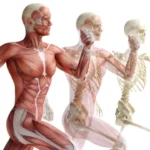 anatomia de el aparato locomotor