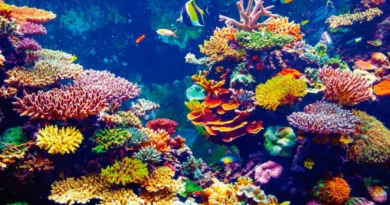 arrecife de coral con muchos colores y animales en el