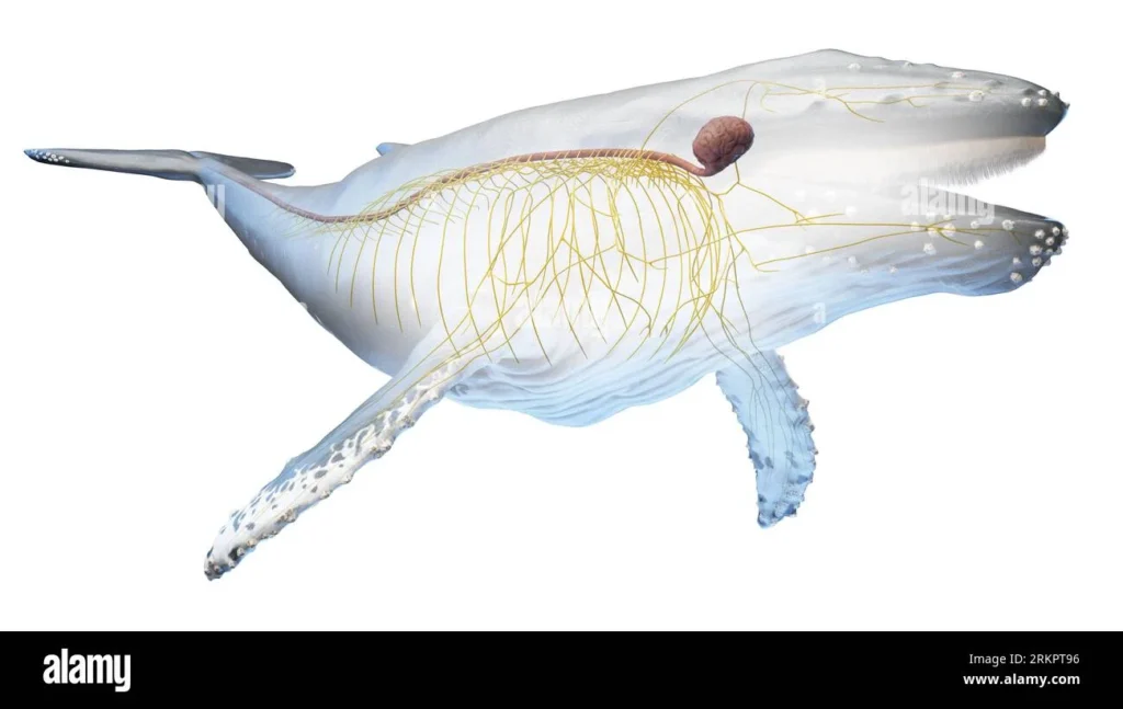 Mostrar el Sistema nervioso de las ballenas
