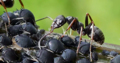 Sistema mutualista entre las hormigas y las acacias en el desierto