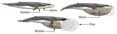 Sistema de alimentación de las ballenas
