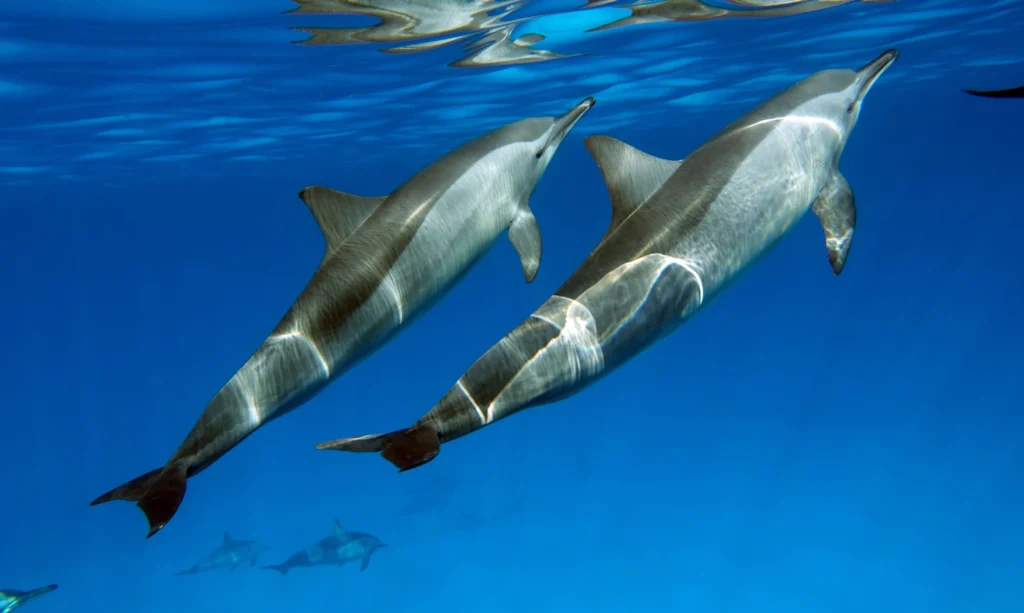 dos delfines