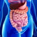 EL SISTEMA DIGESTIVO HUMANO DESDE UNA VISTA SISTEMICA sistema digestivo
