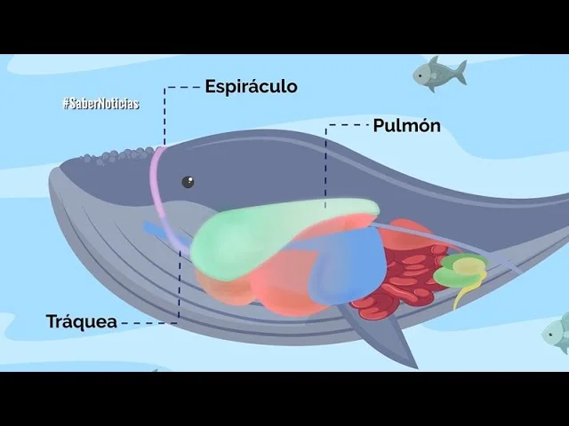 Elementos del sistema respiratorio de una ballena