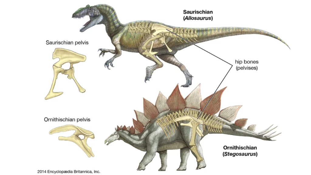 Comparación de los grupos Saurischia y Ornithischia.