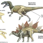 Comparación de los grupos Saurischia y Ornithischia.