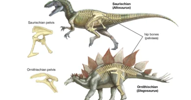 Comparación de los grupos Saurischia y Ornithischia.