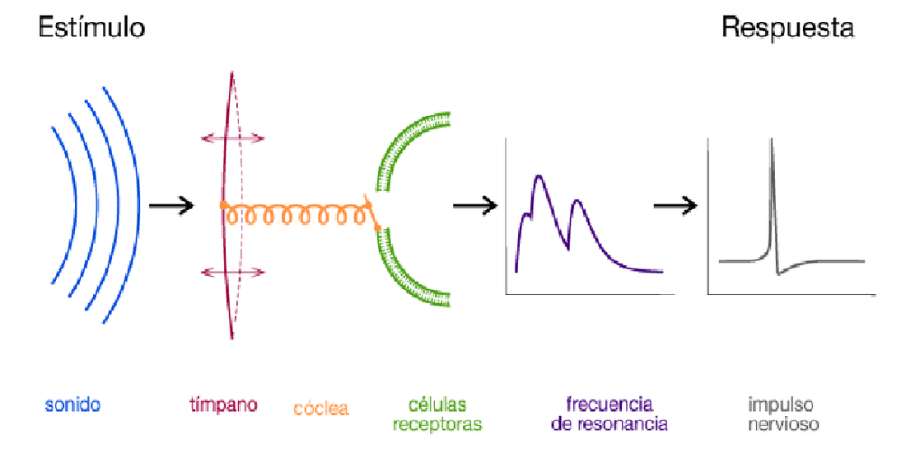 viaje de la onda hasta el oído proceso interno secuencial 