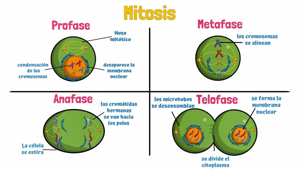 fases de la mitosis en las celulas