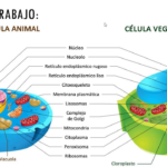 Polinización: Una aventura en el jardín
