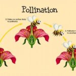 Los polinizadores: Aventura en el jardín